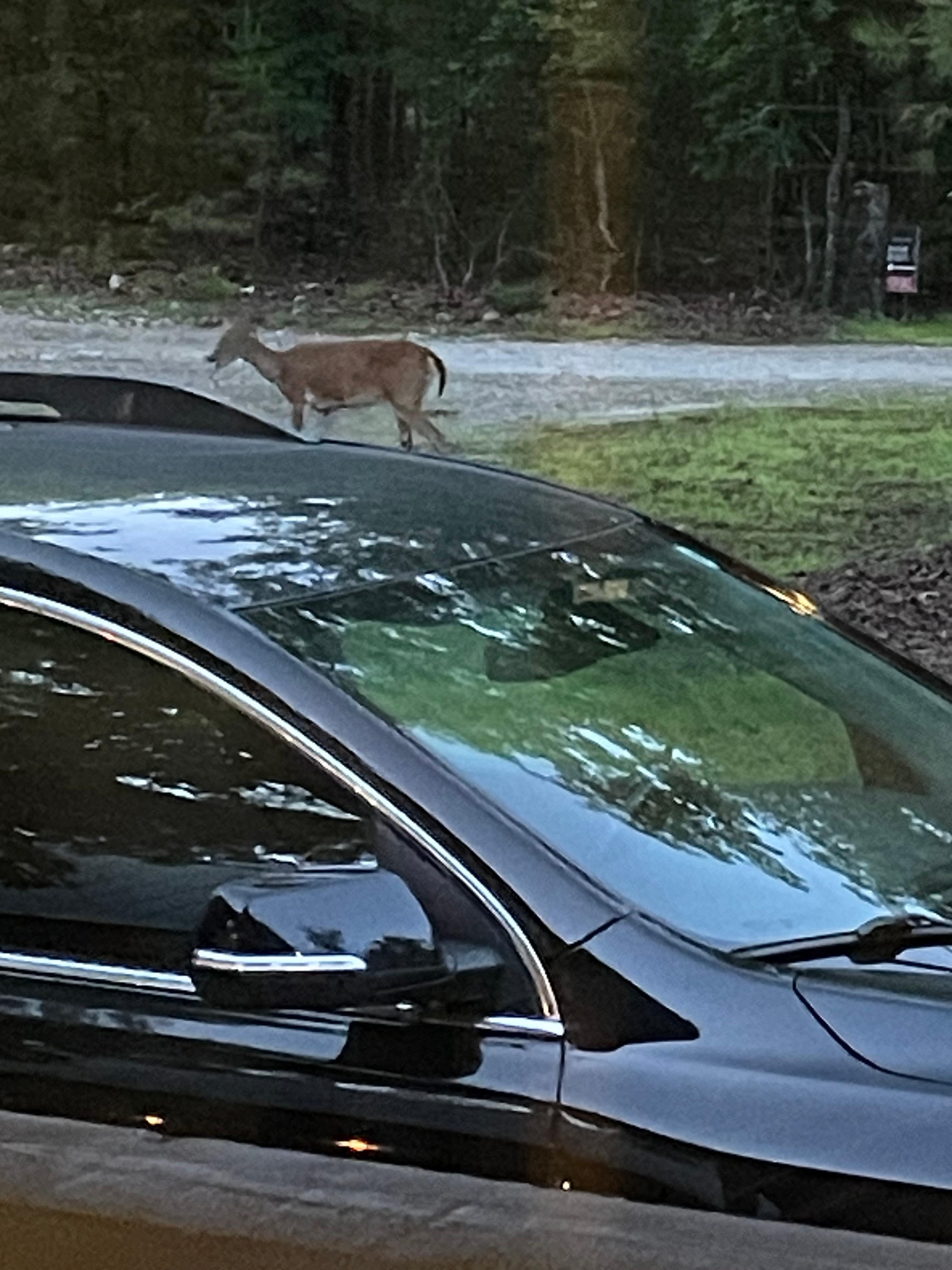 One of the deer that was in the front yard
