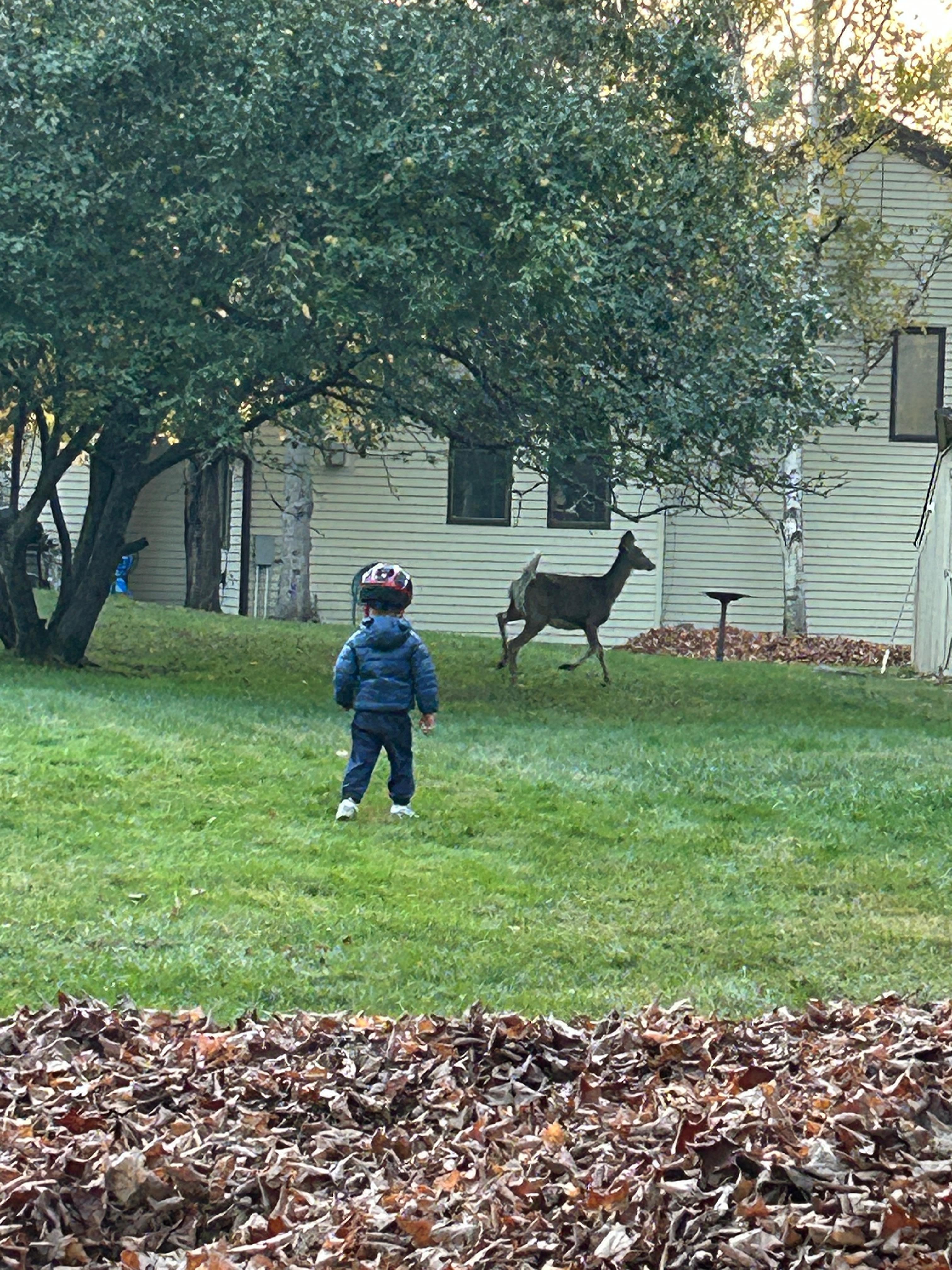 Local wildlife in the yard 