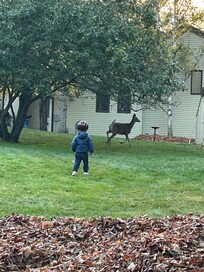 Local wildlife in the yard