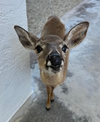Key deer on the ground level.