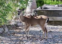 Key deer were a bit "overly friendly" Clearly used to getting handouts although that is strictly forbidden