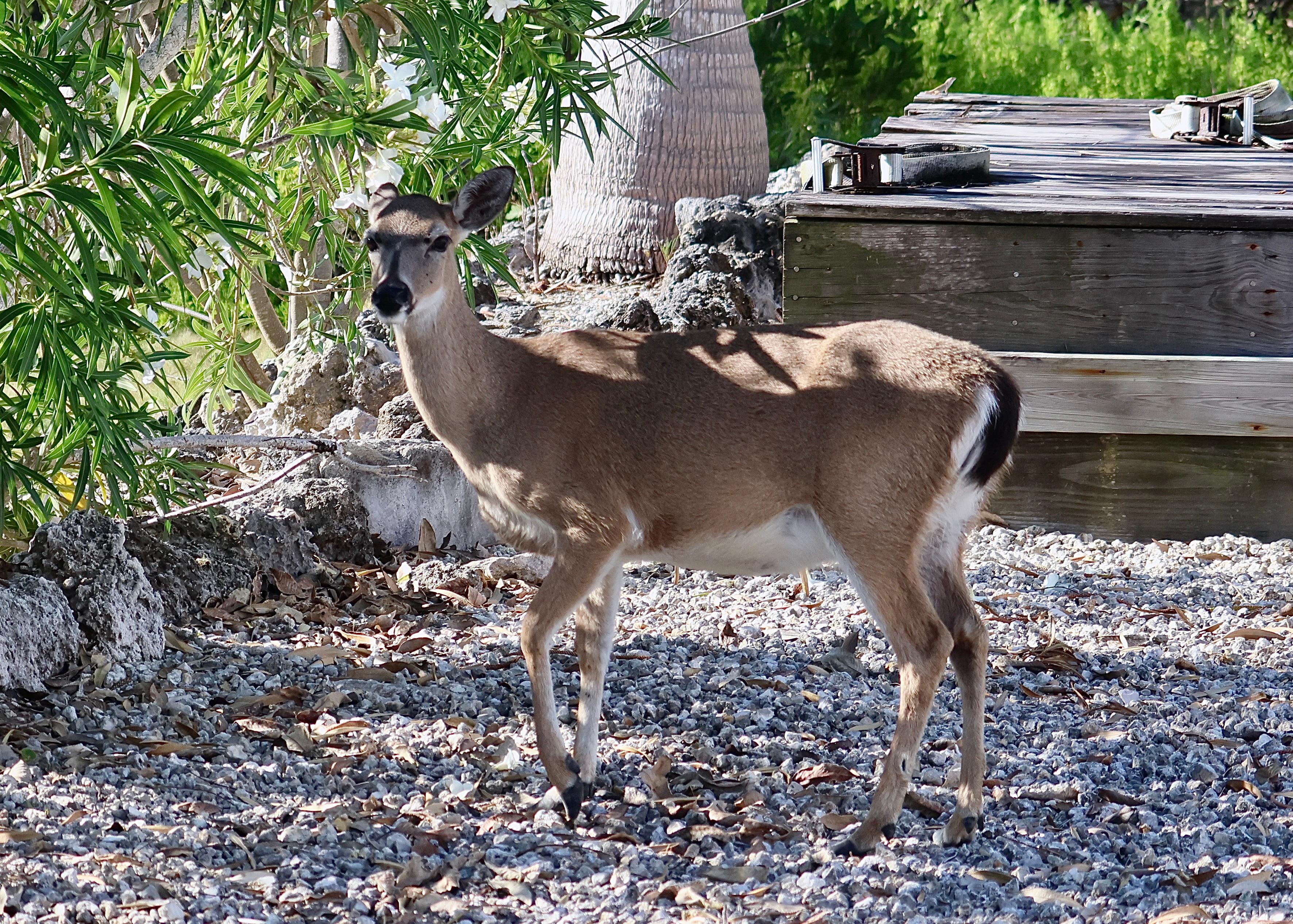 Key deer were a bit "overly friendly"  Clearly used to getting handouts although that is strictly forbidden