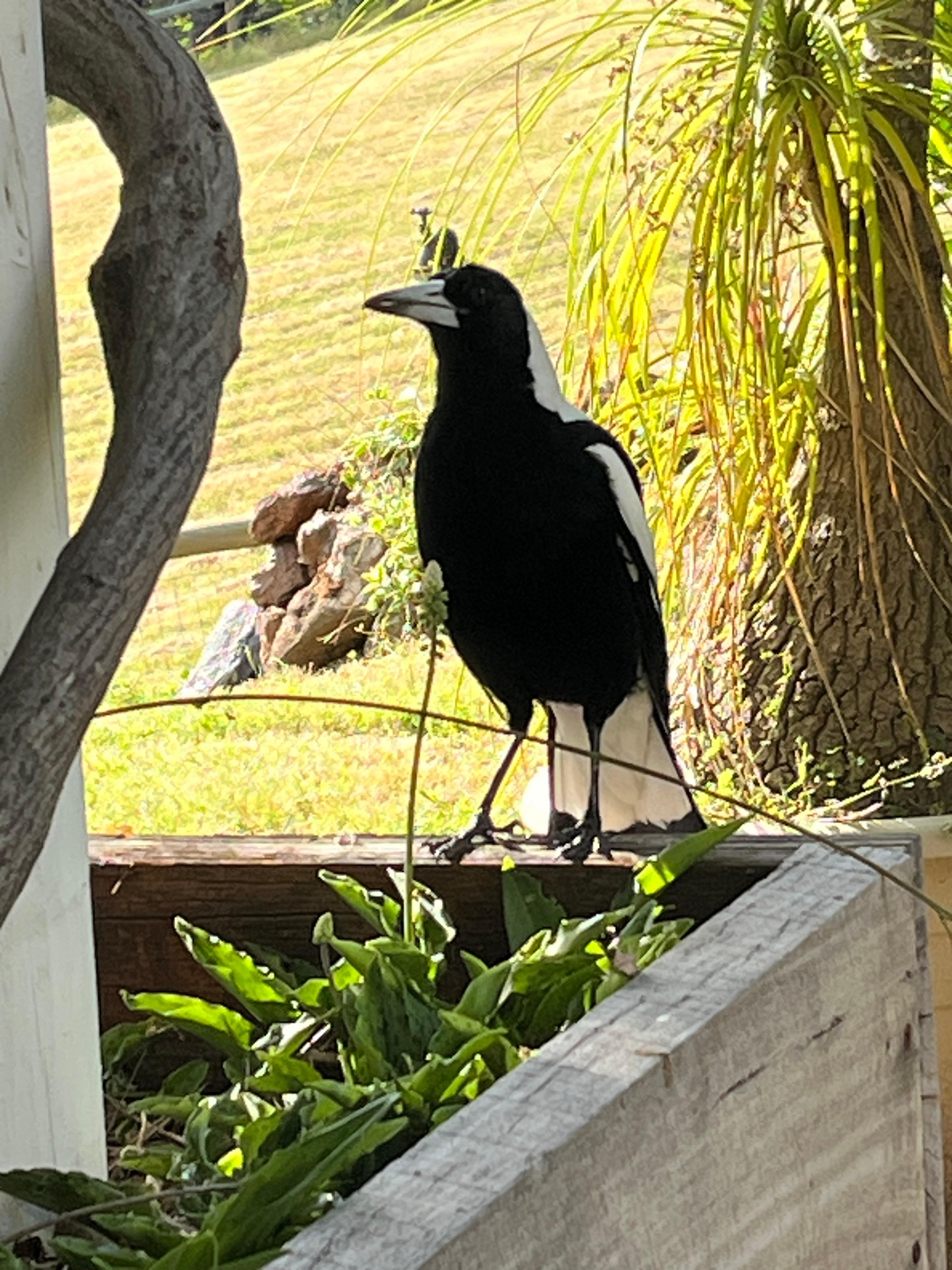 A feathery friend joined us for pre dinner snacks 