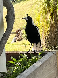 A feathery friend joined us for pre dinner snacks