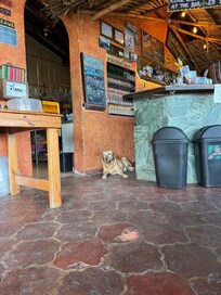 Chula blocking the walkway to the bar.