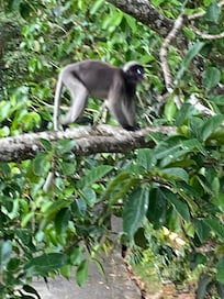 Fik besøg af lemur, billed taget fra altan.