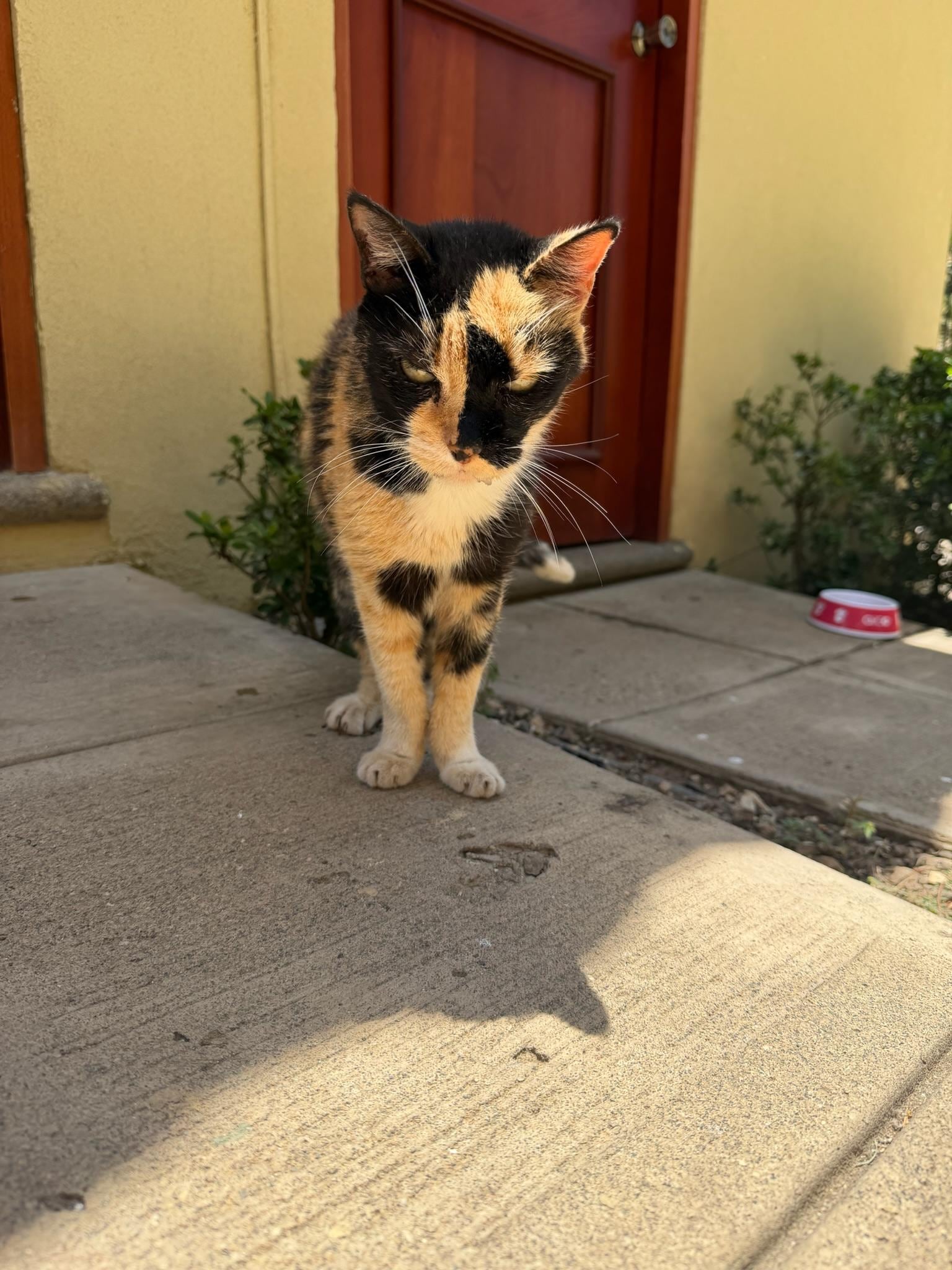 Sweet complex cat my daughters loved 