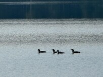 Loons