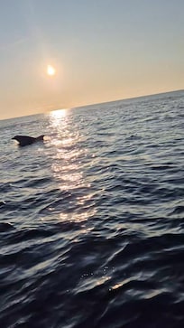 Sea expérience,  lever du soleil vu dauphins +++