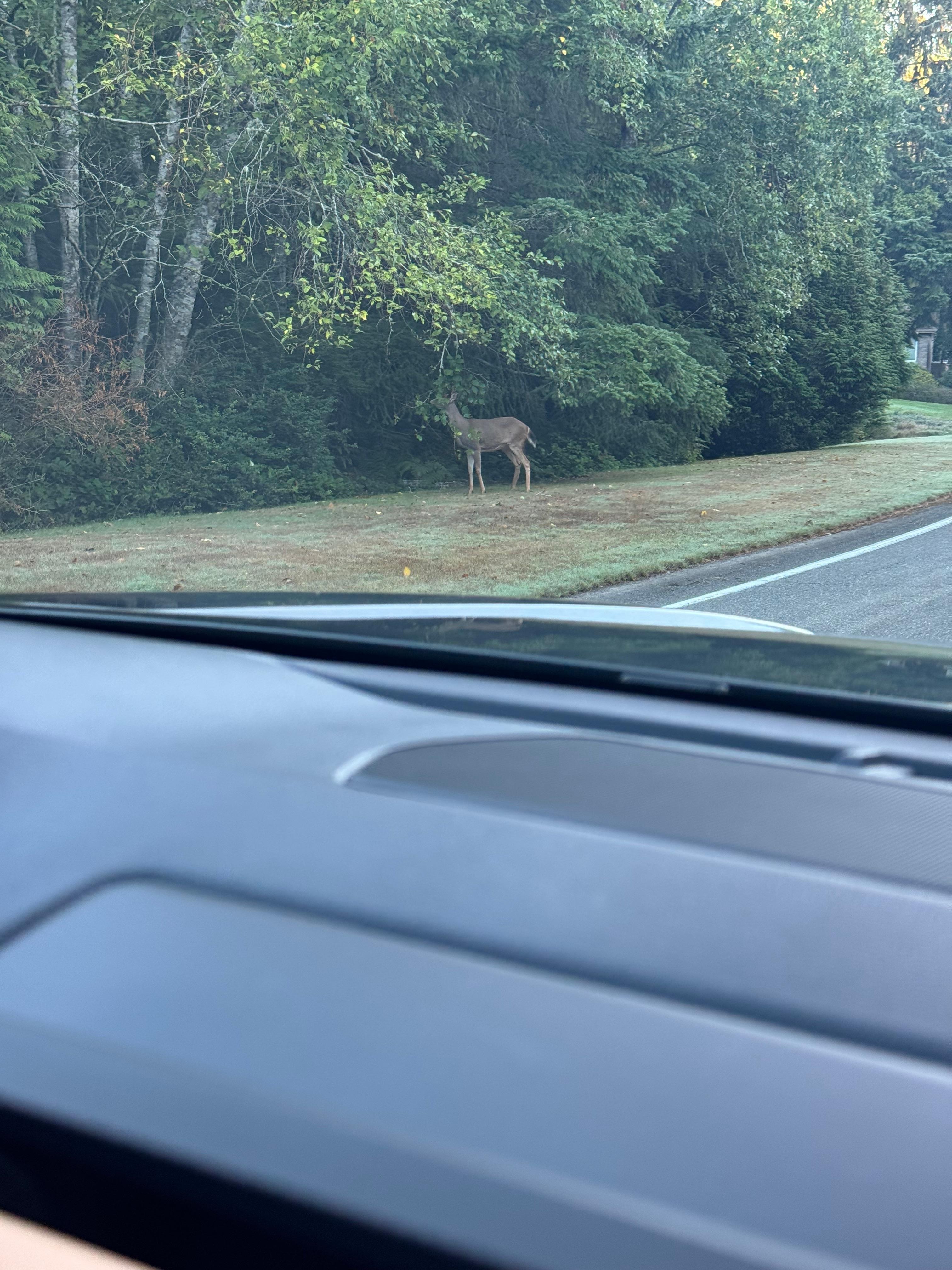 Deer in the neighborhood