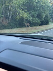 Deer in the neighborhood
