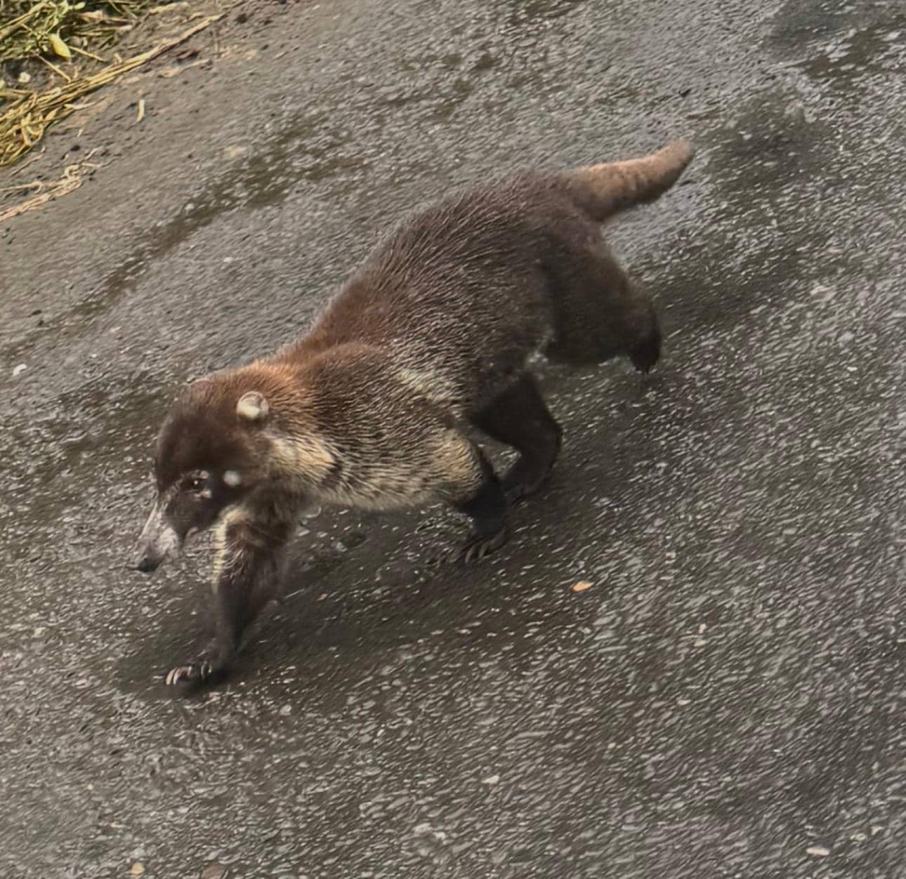 Random animal on the roas