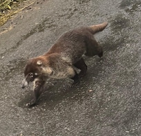 Random animal on the roas