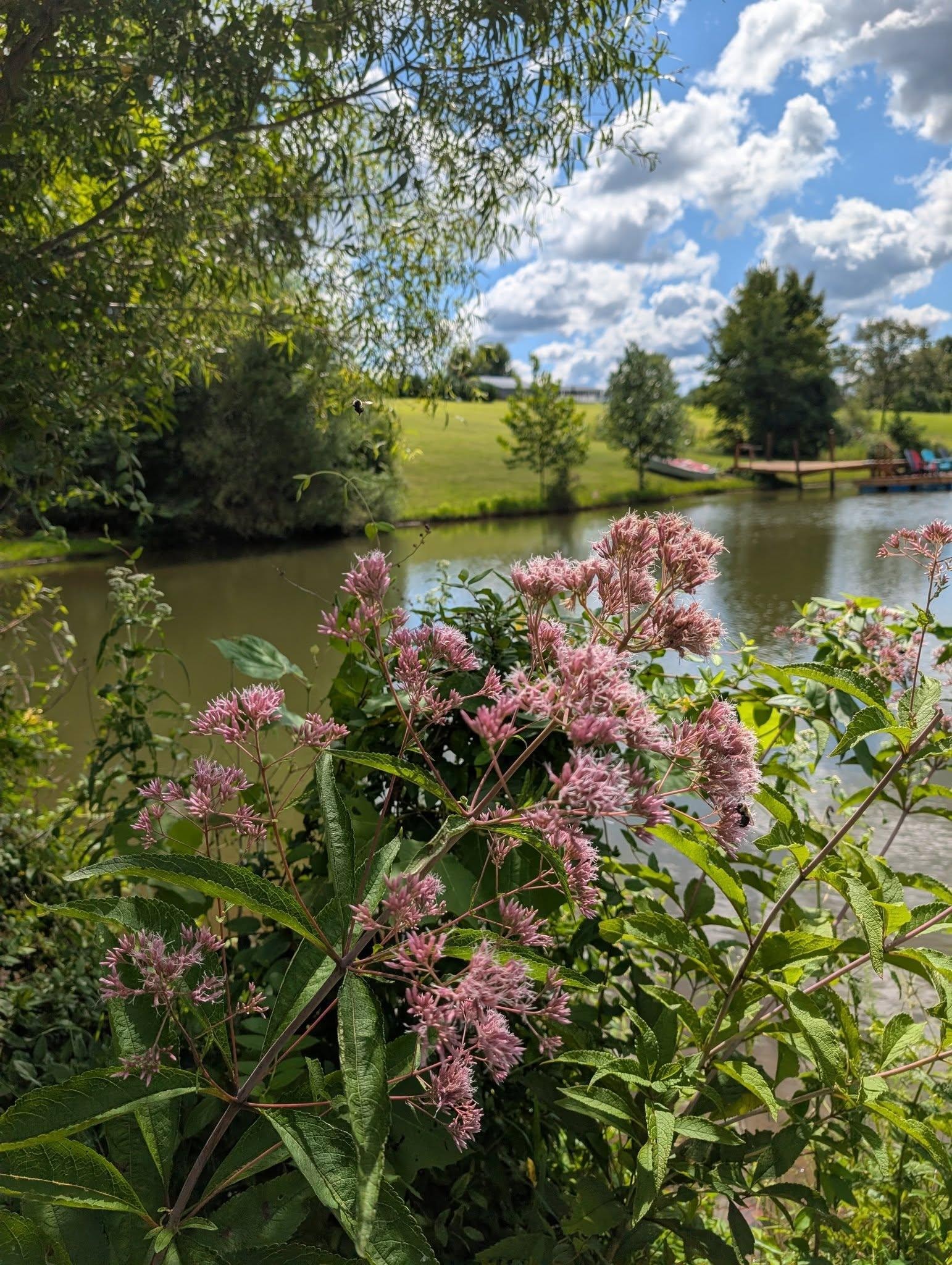 Joe Pye Weed By the pond-attracts butterflies.