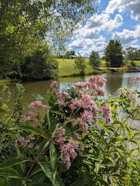 Joe Pye Weed By the pond-attracts butterflies.