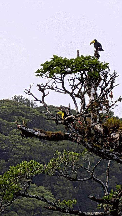 2 Tucans as seen from the deck at sunset
