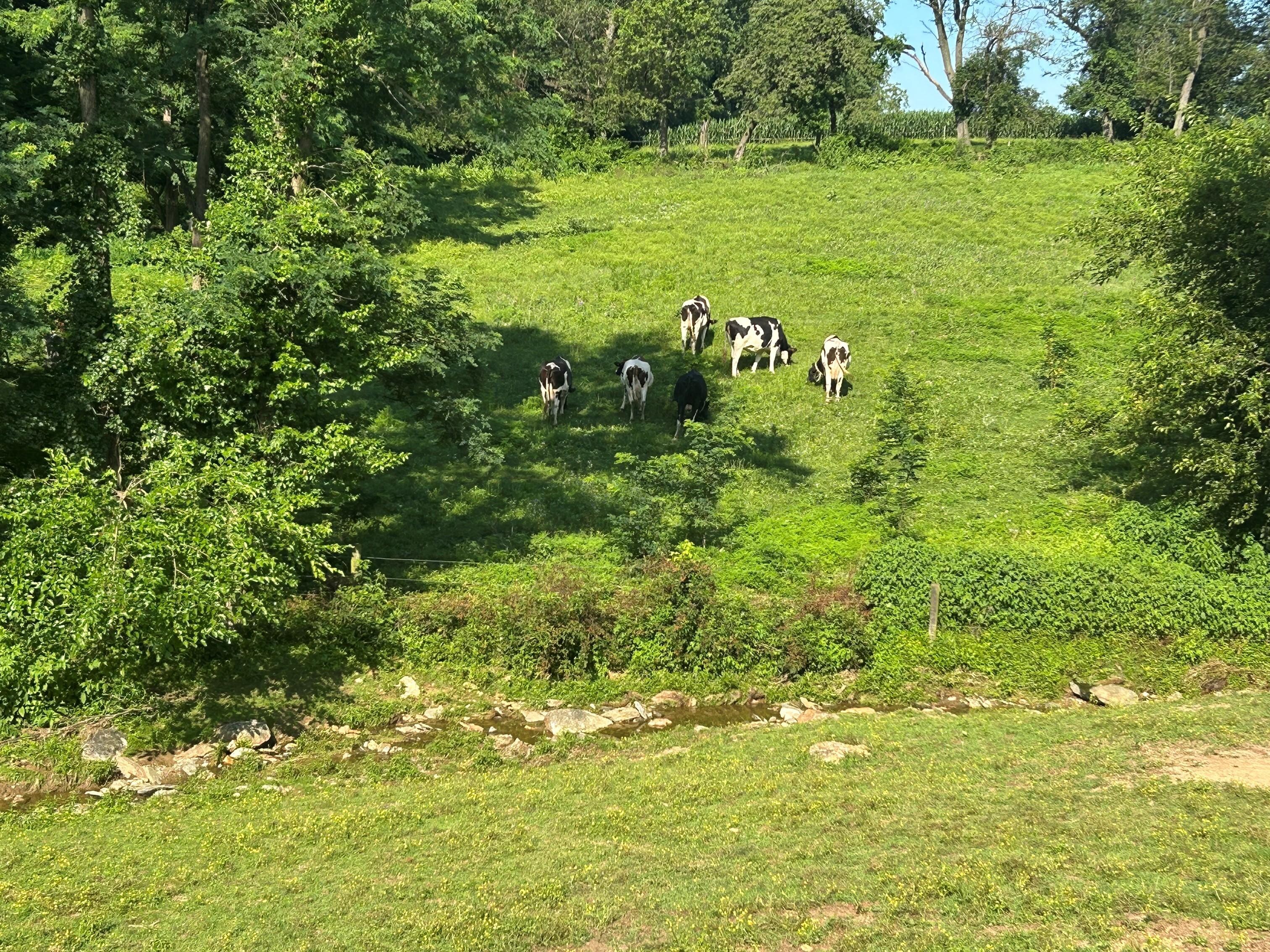 scene from back porch