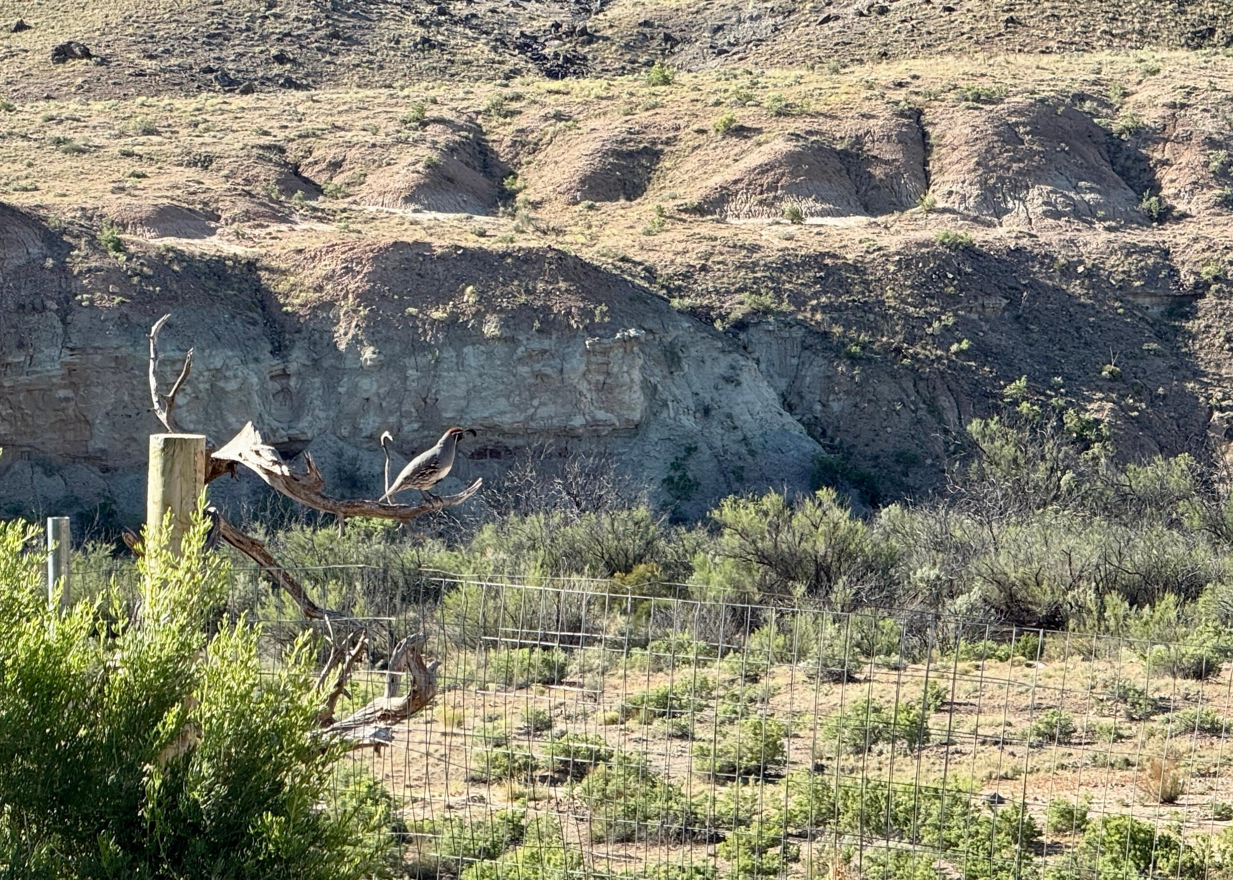 Quail on the tree limb. View from sitting in the backyard. 
