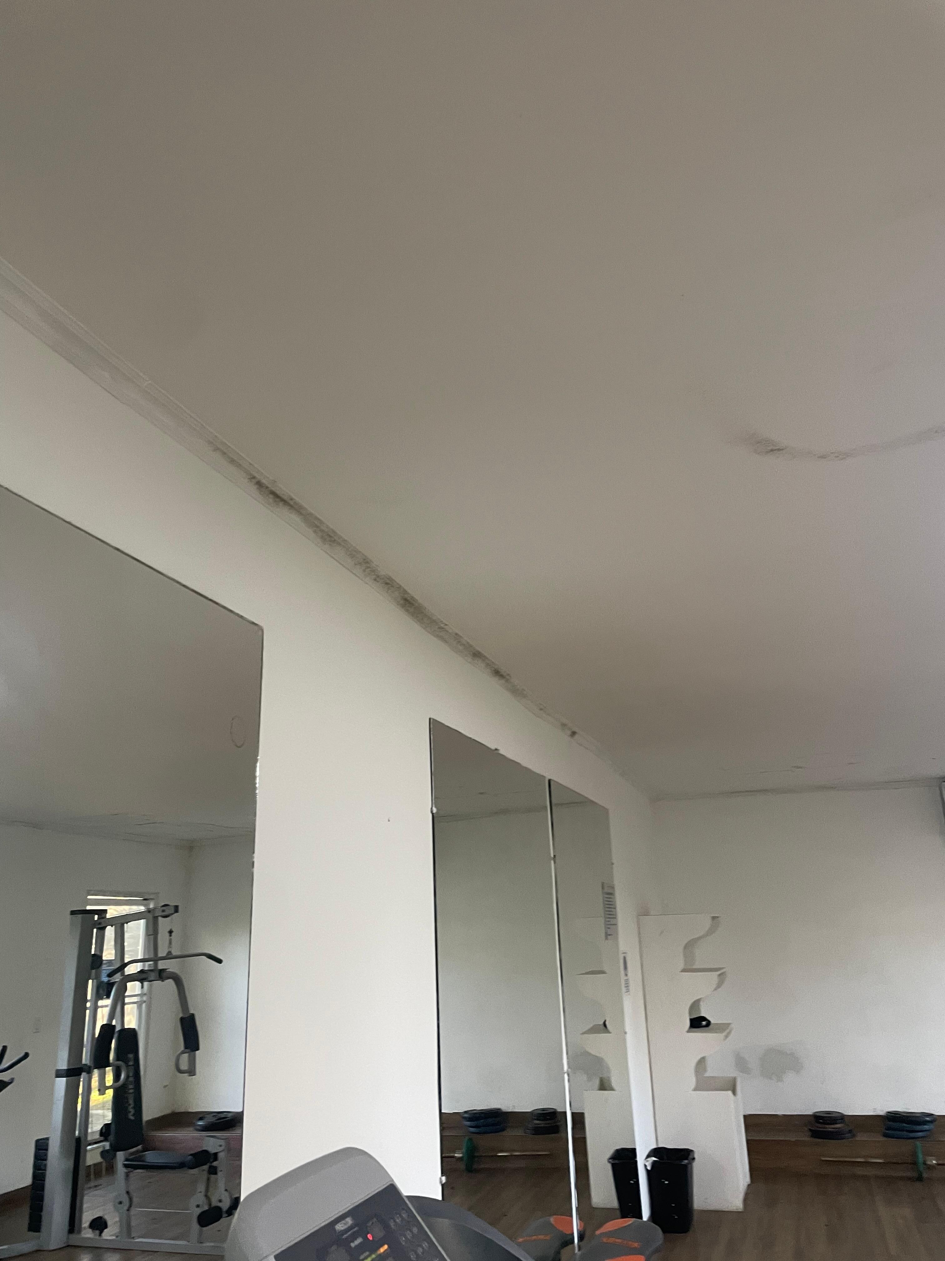 Moldy gym 