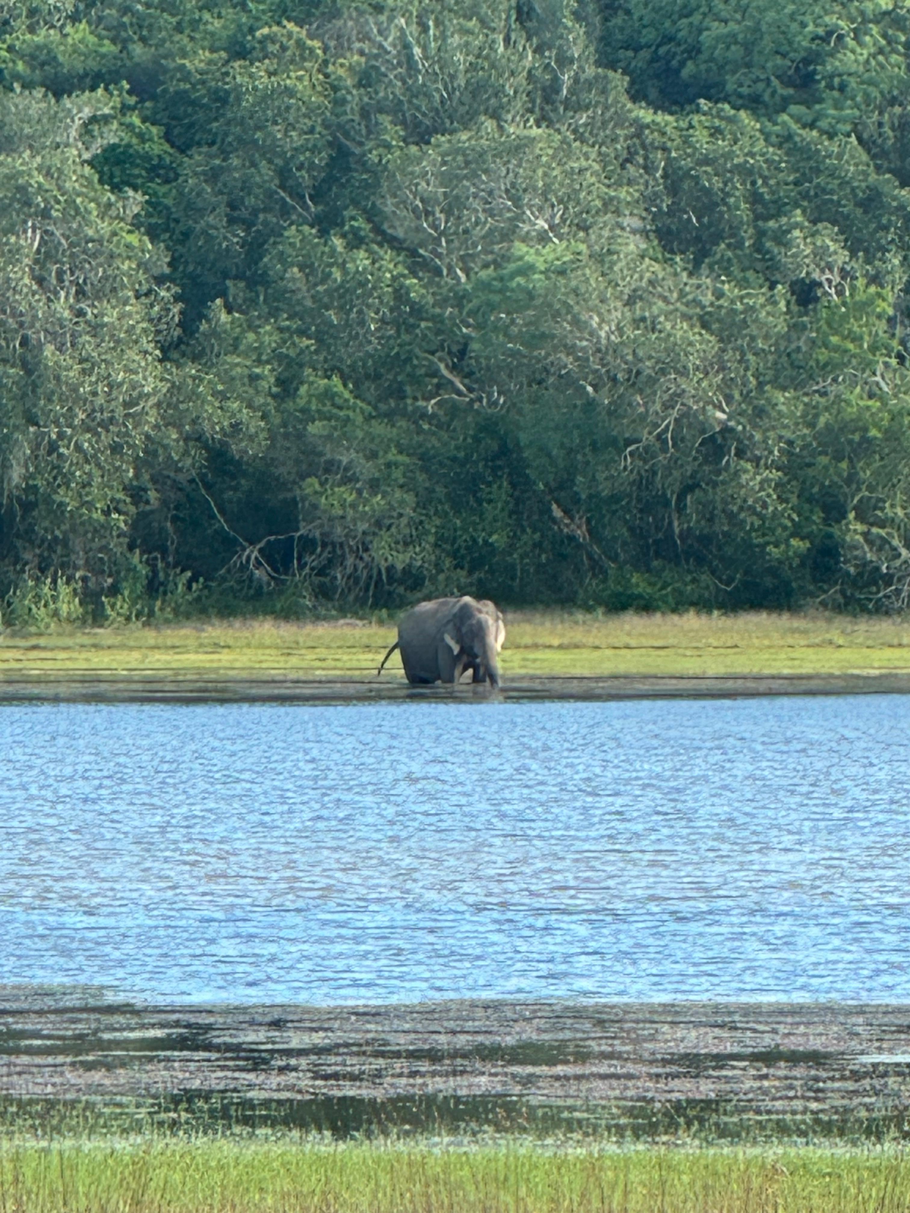 Daytime Safari . Elephants