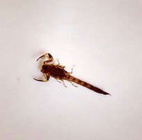 Scorpion mort dans la salle de bain