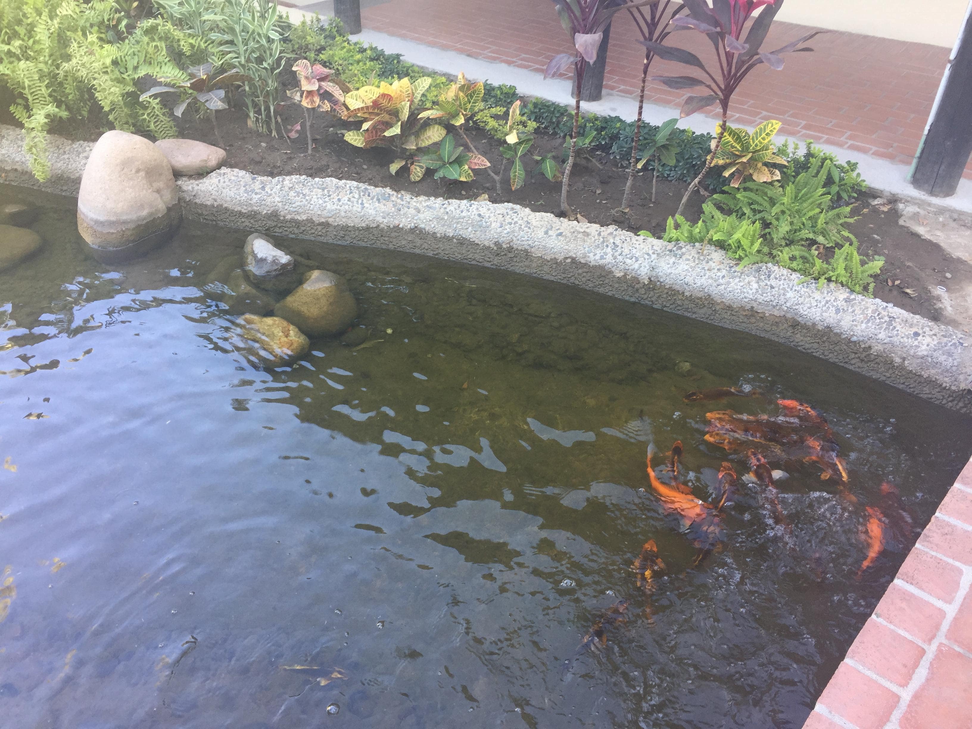 A few peacocks around
