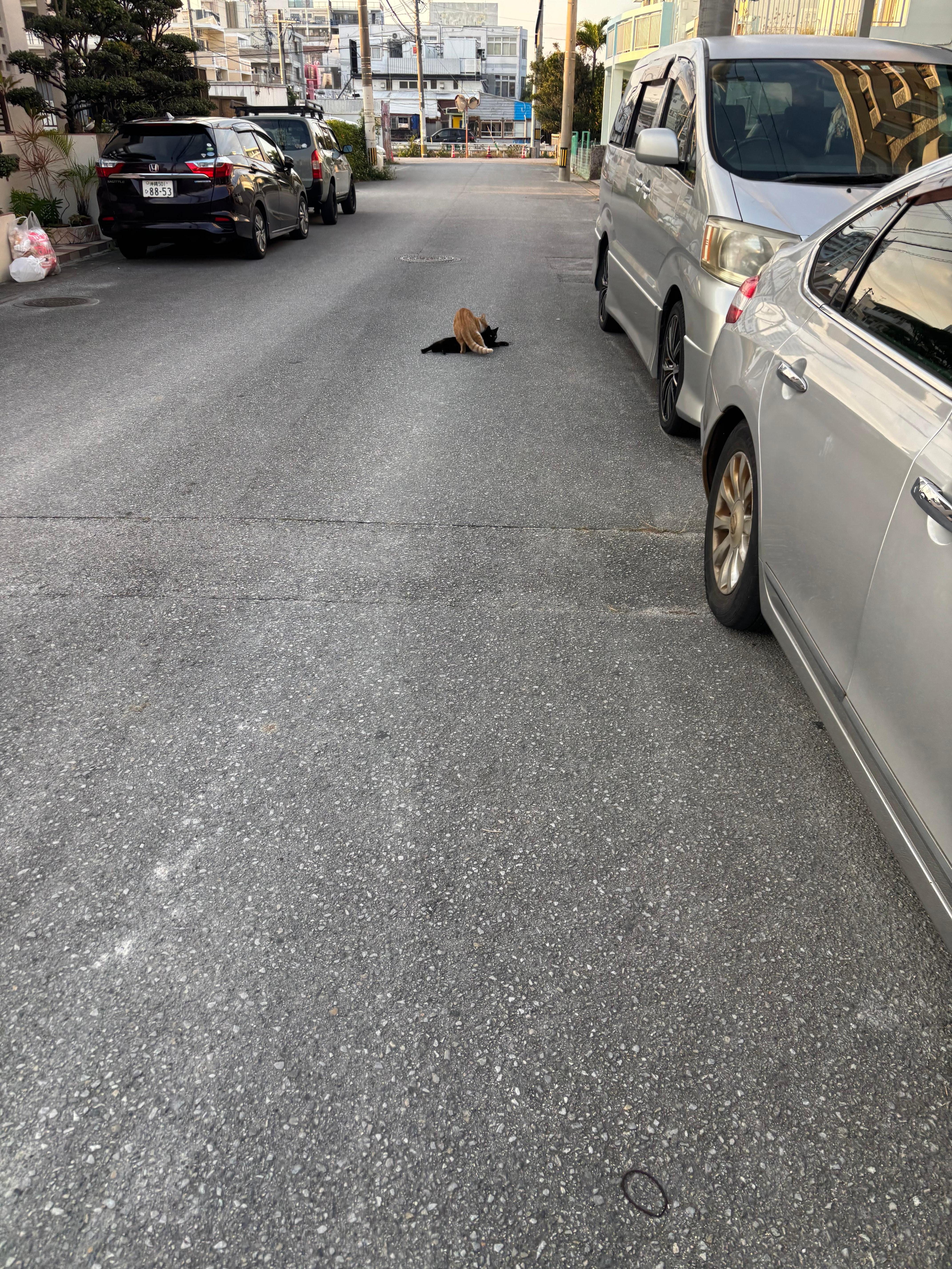 Cats in being silly in the street in front of the hotel