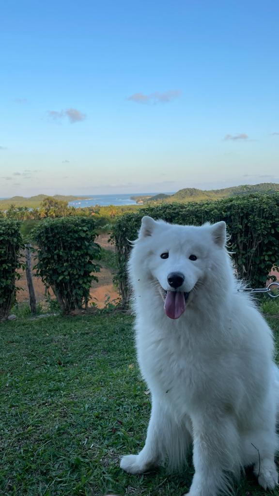 Meu pet na frente do chalé, único lugar que ele podia ficar