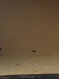 Cucaracha 2