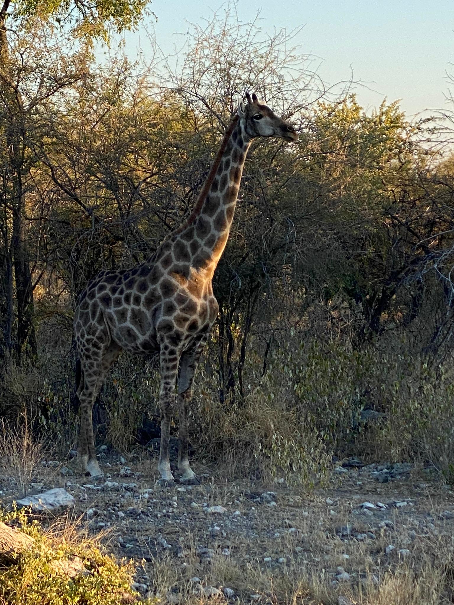 On a game drive