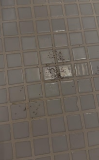 Ants everywhere
