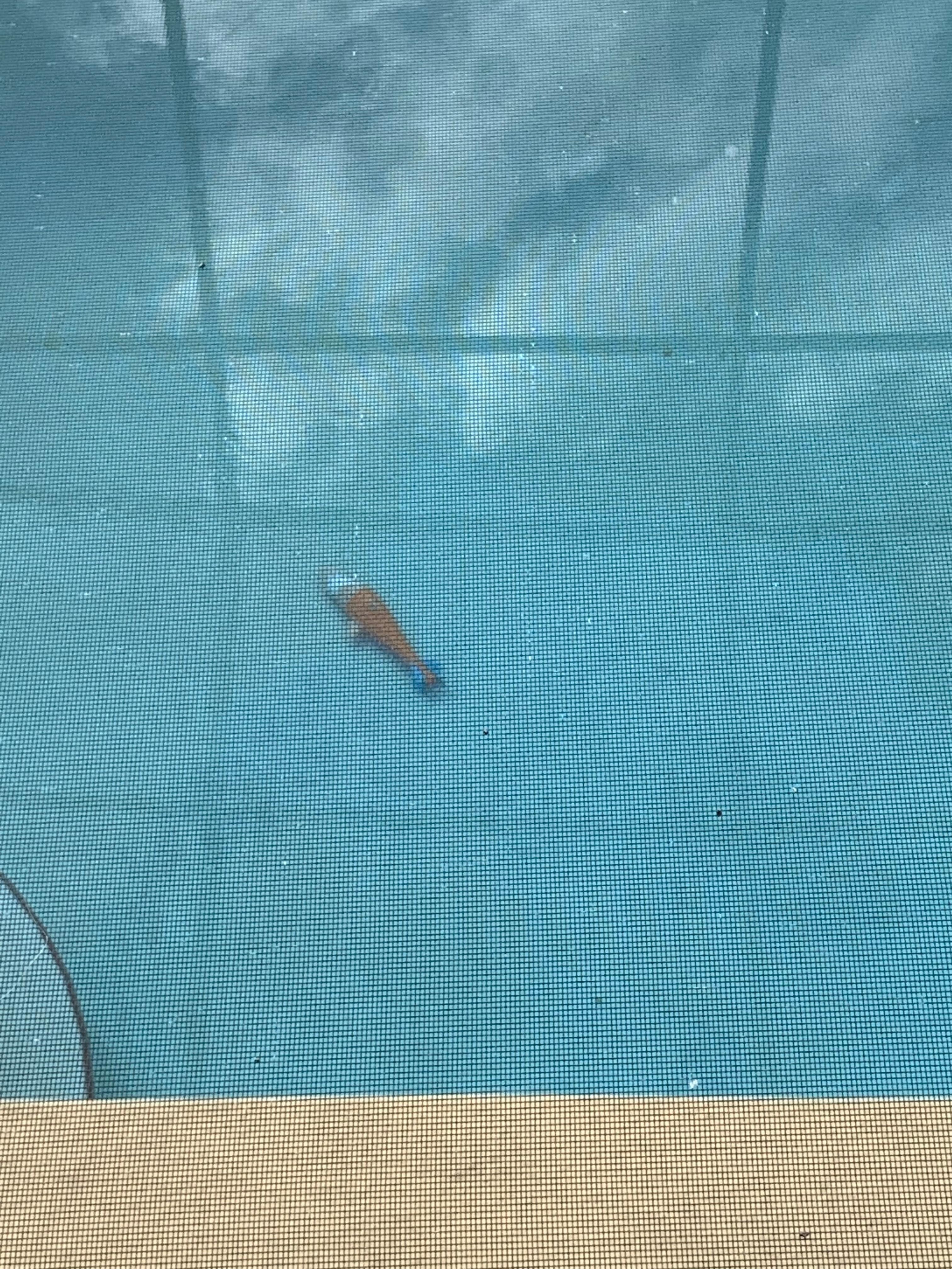 The toy that was there at checkin and during our whole stay. We never used the pool. 