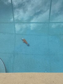 The toy that was there at checkin and during our whole stay. We never used the pool.