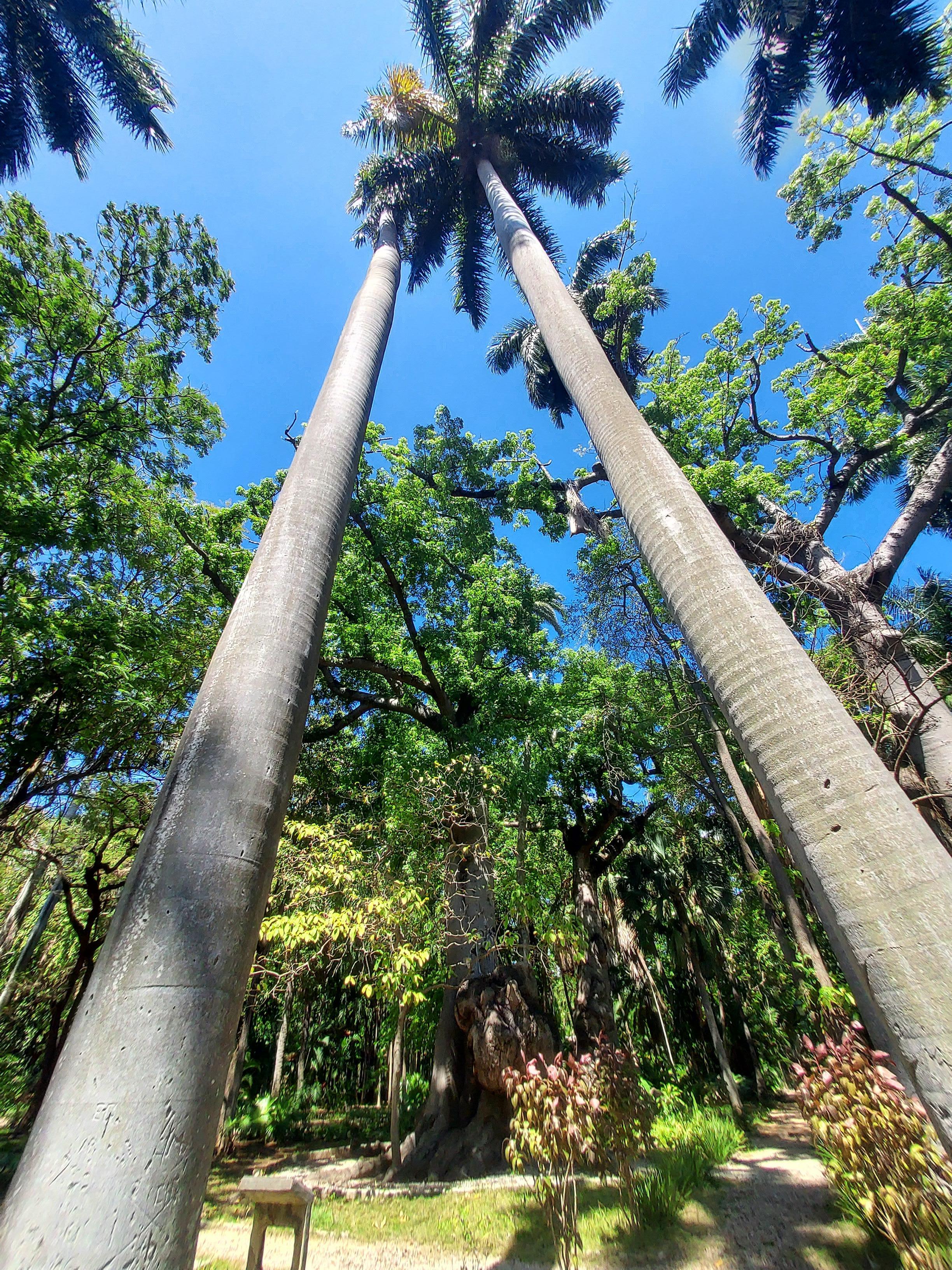 Le jardin botanique