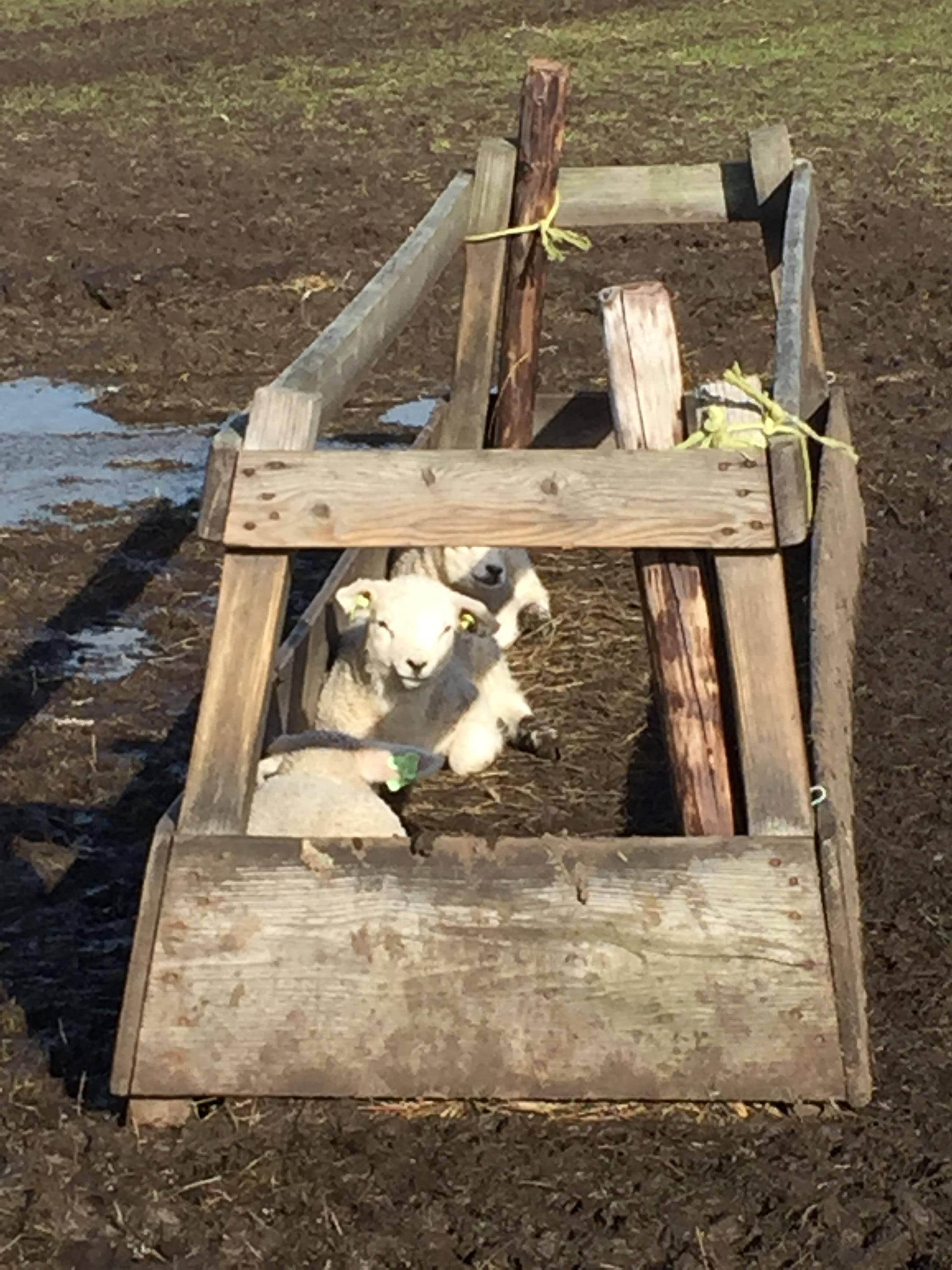 Lammetjes in februari