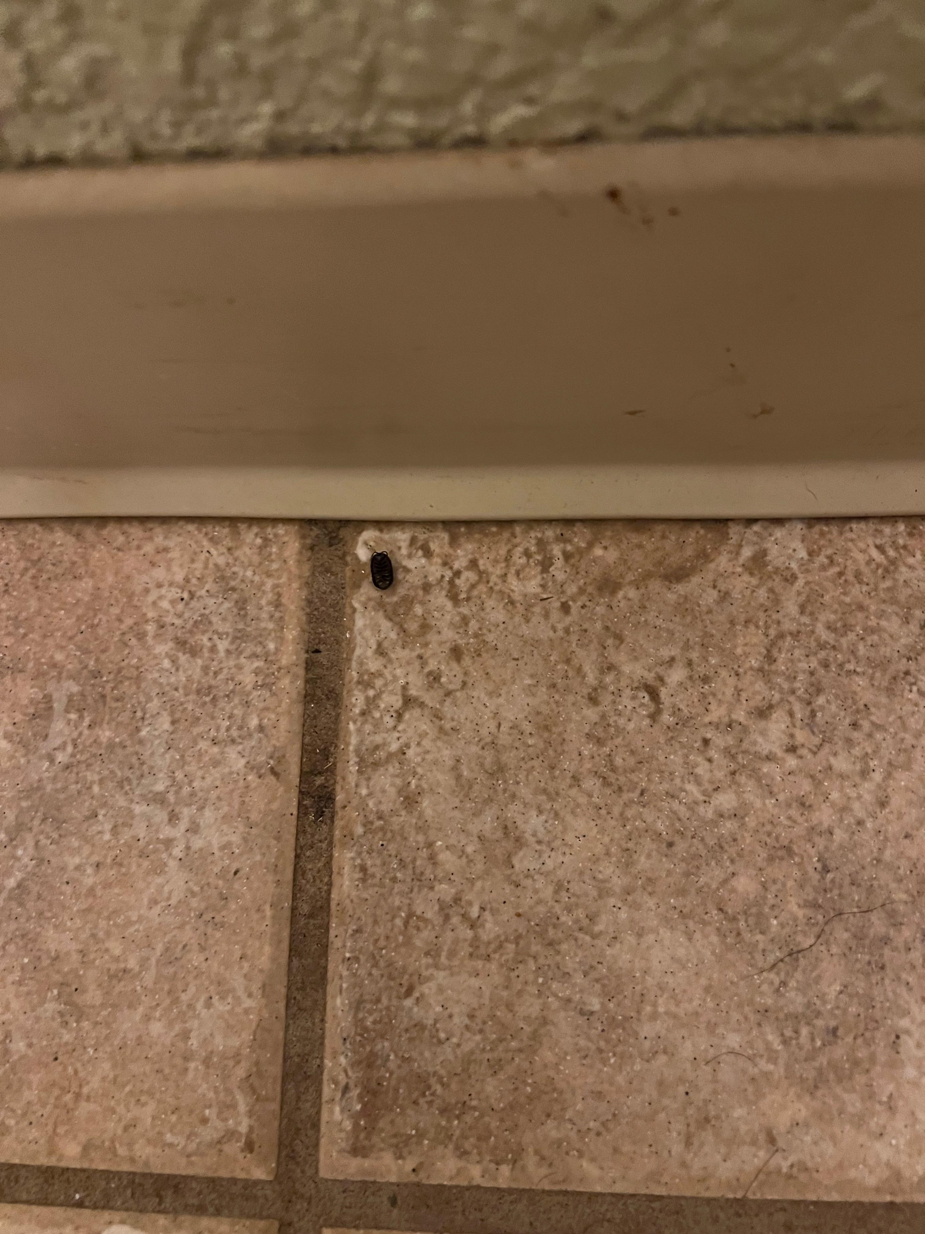 Dirty grout, baseboard,  and a dead bug. 