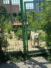 Poor dog in sun ๐ข