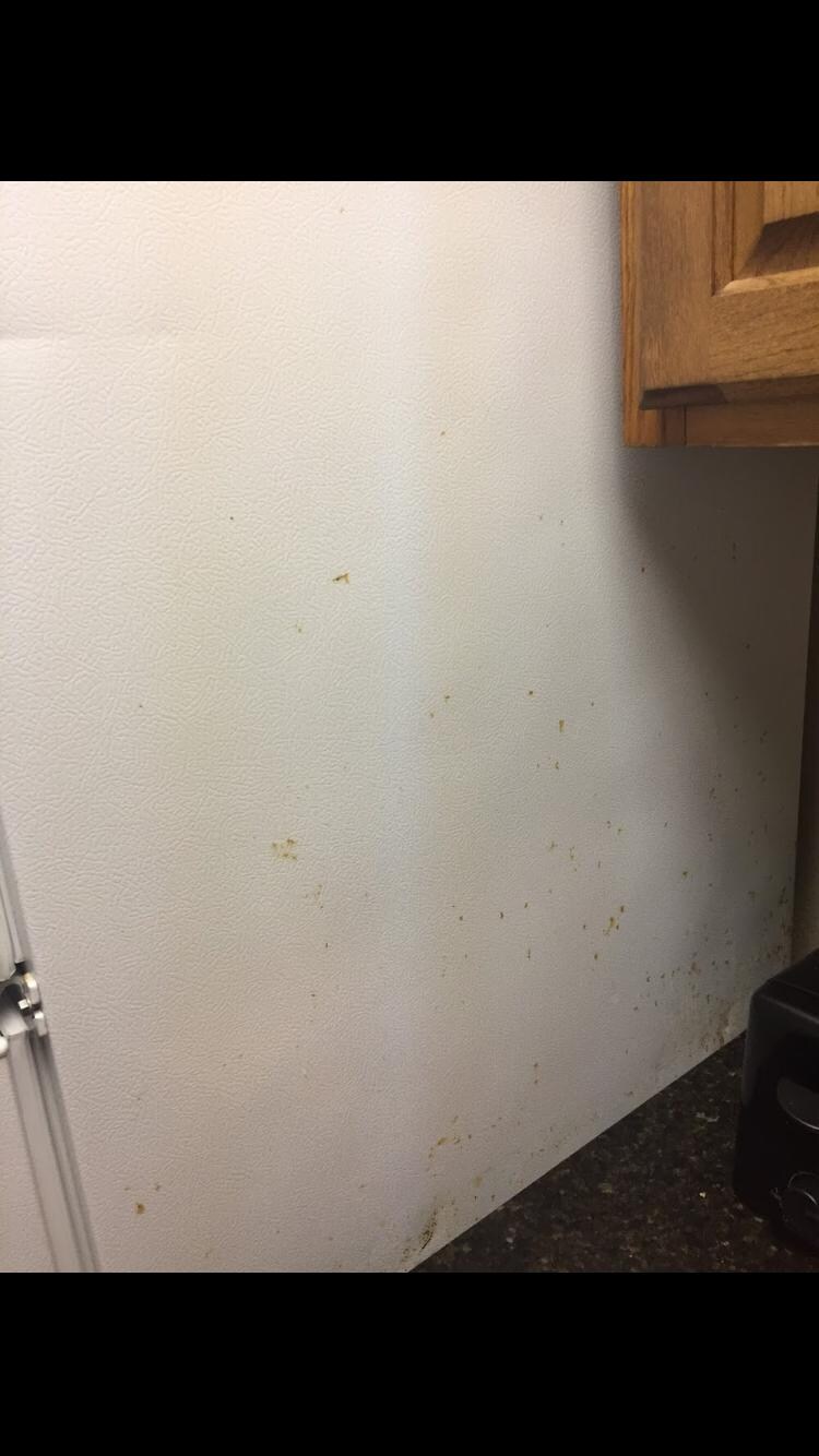 Fridge not cleaned