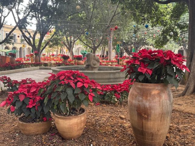 Poinsettias in the Zocalo.