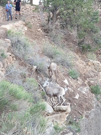 바로앞에산양들이풀을뜯고있네요