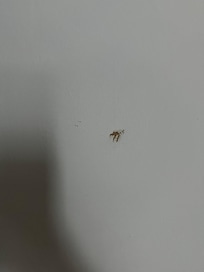 Macchia di animale morto