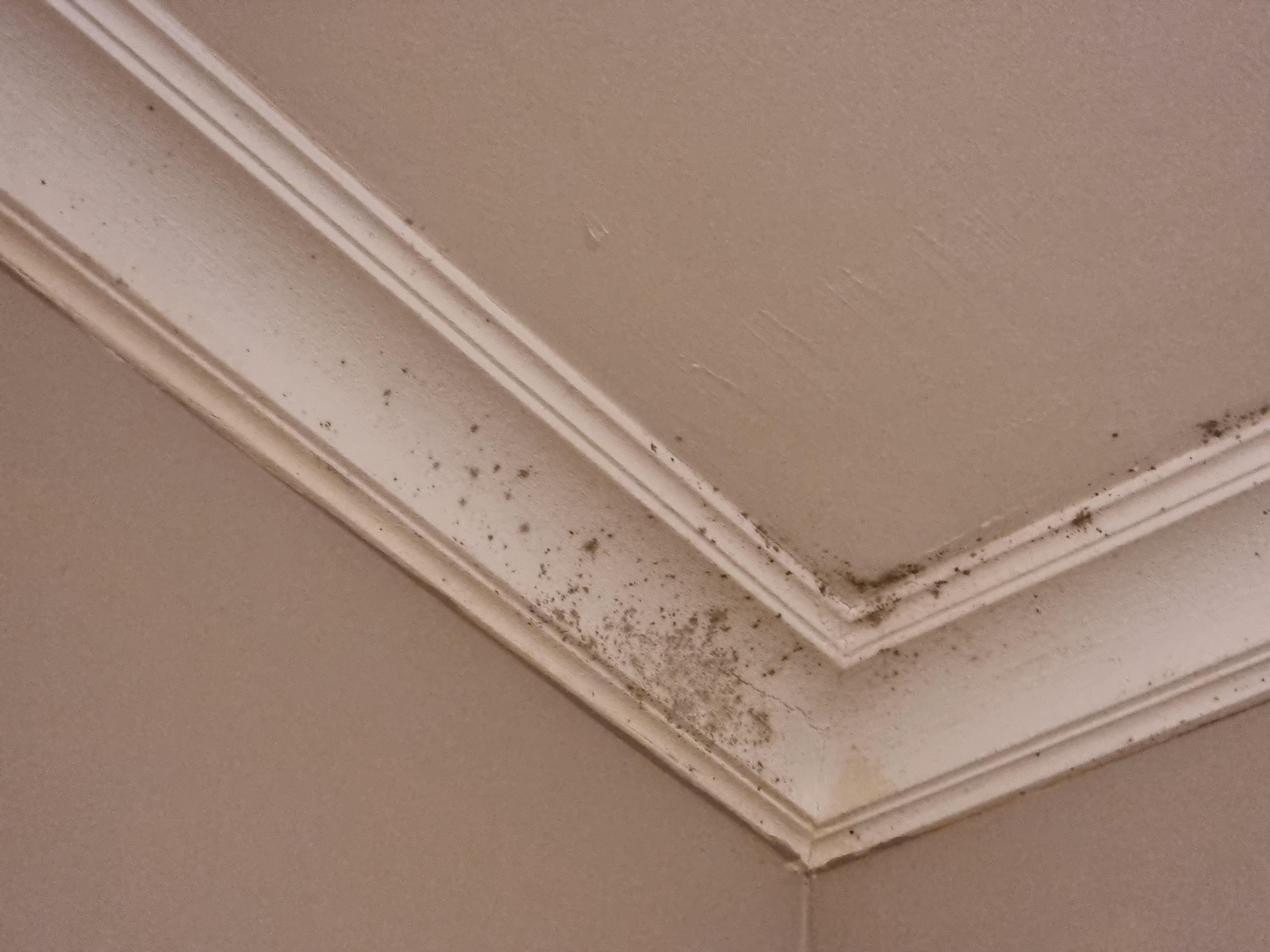 Cornice full of mould