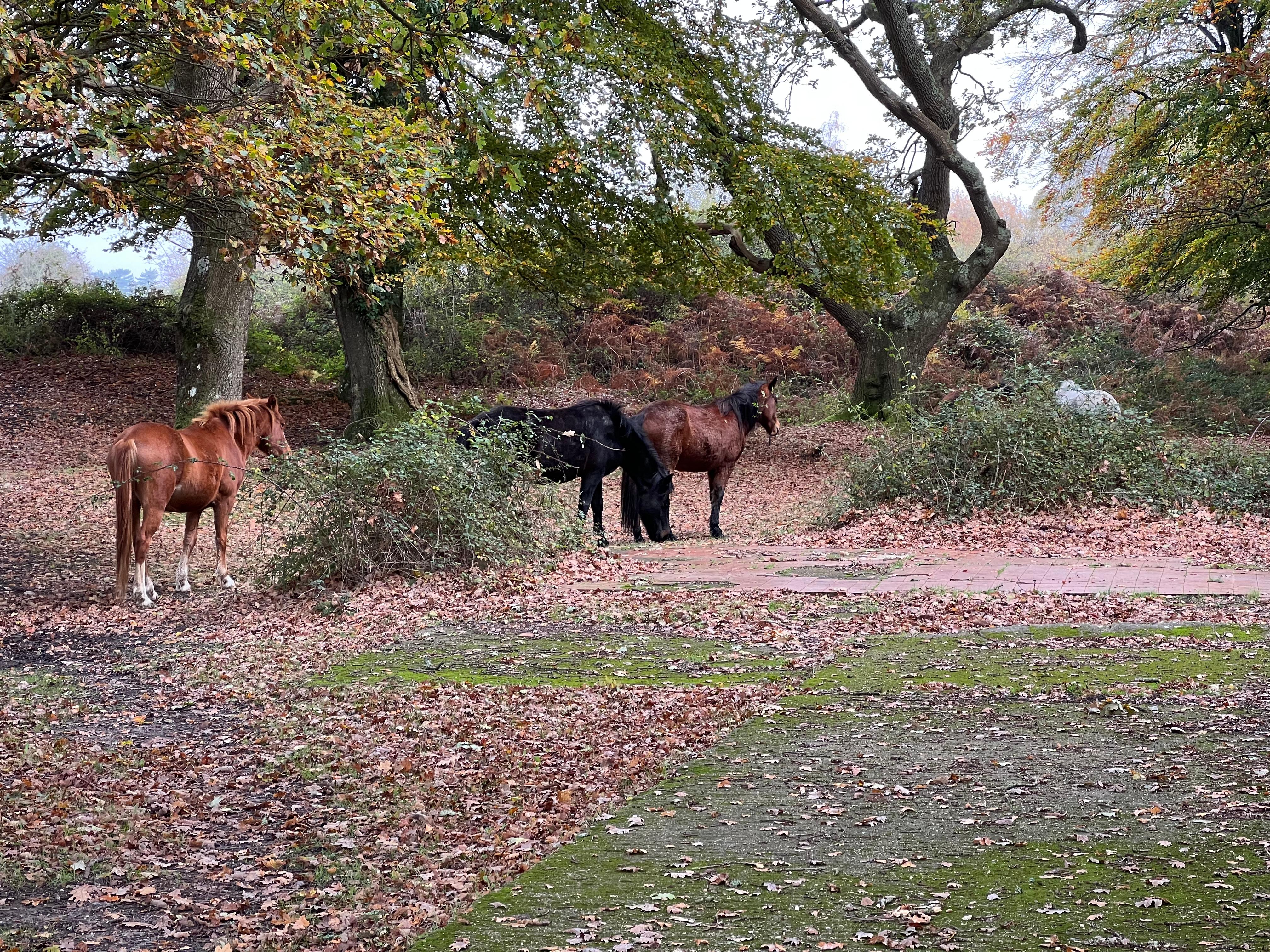 Horses wandering nearby