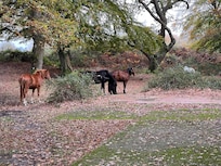 Horses wandering nearby