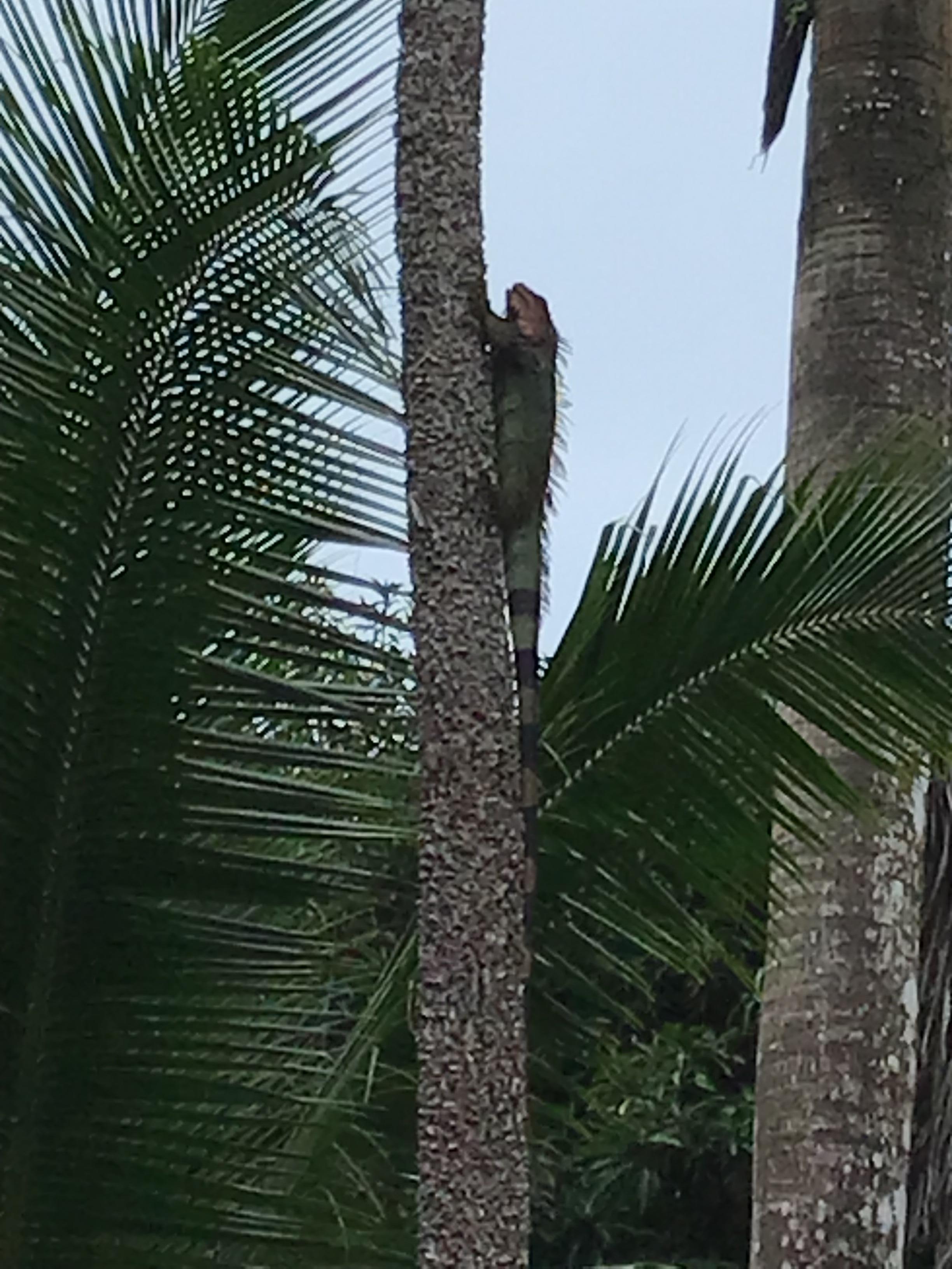 4 ft. iguana outside my room