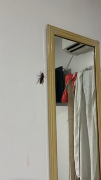 Barata enorme no quarto .