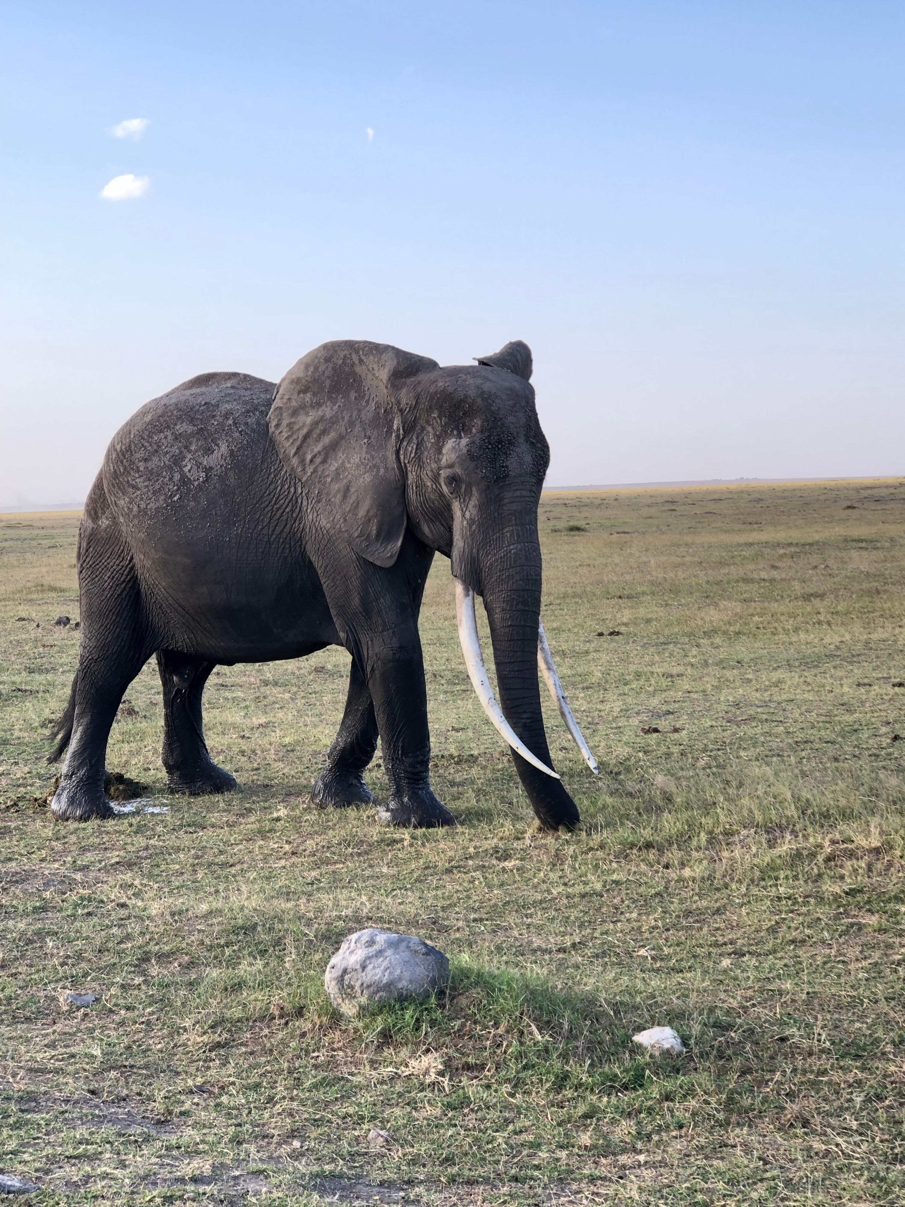 Amboseli