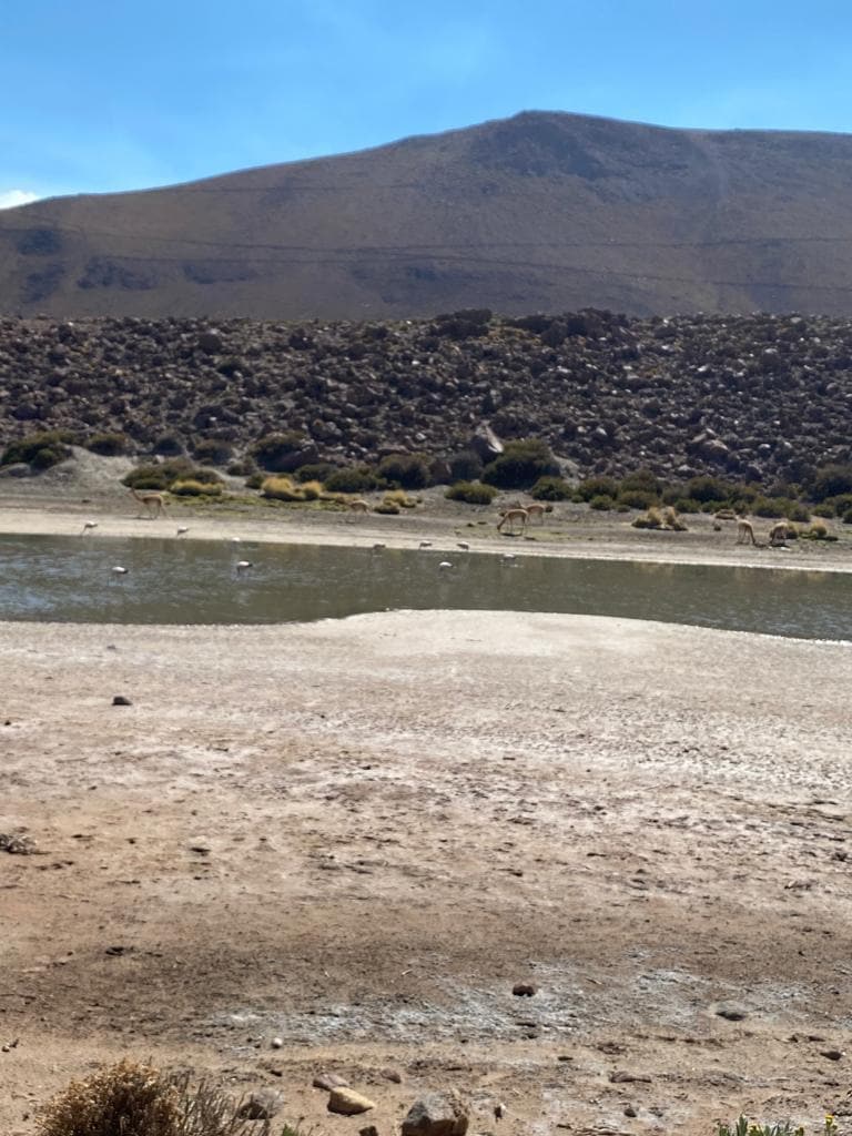 Flamencos y vicuñas en la ruta al Tatio