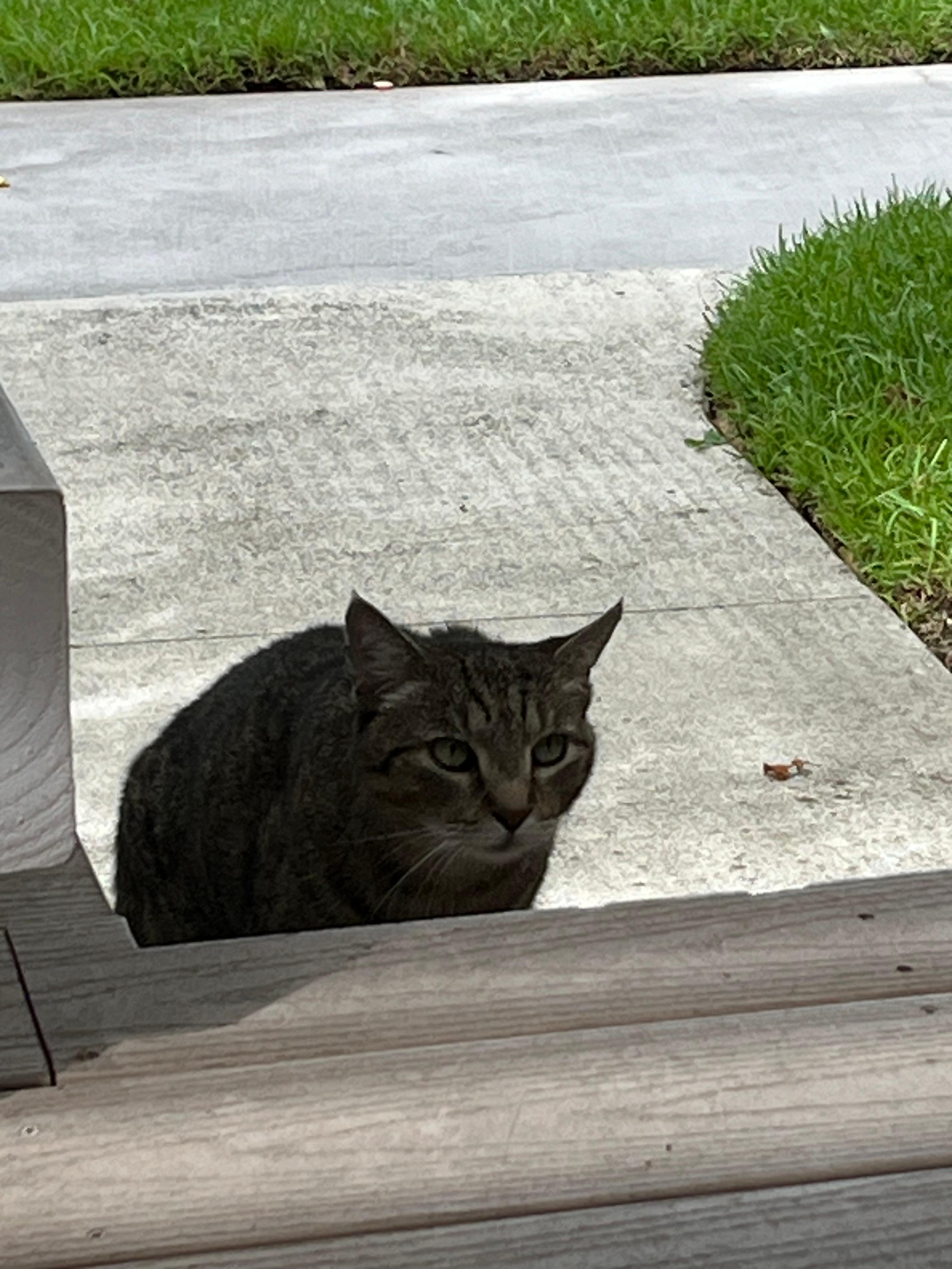 Cat visiting us every day