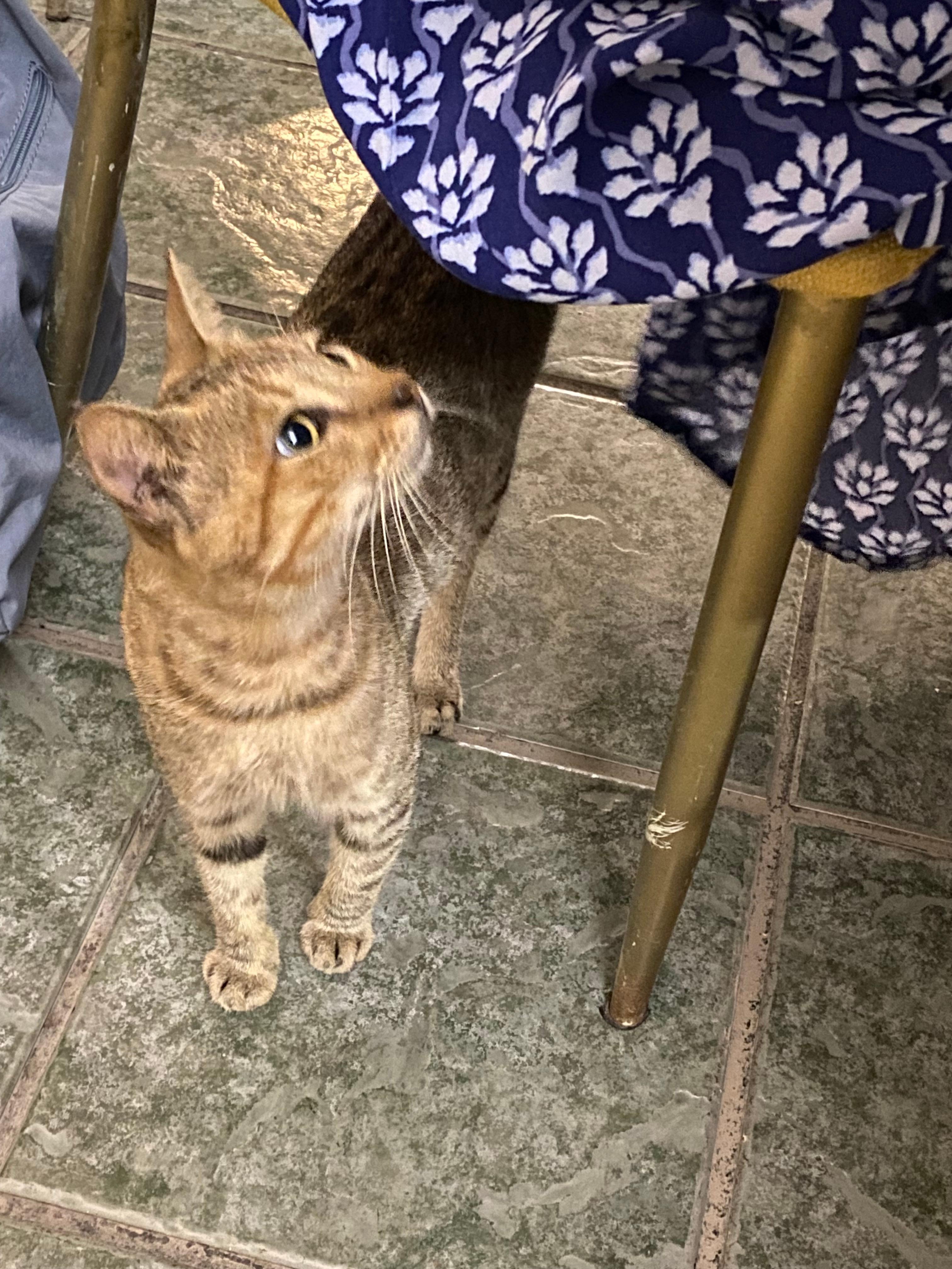 Gatos en el restaurante 